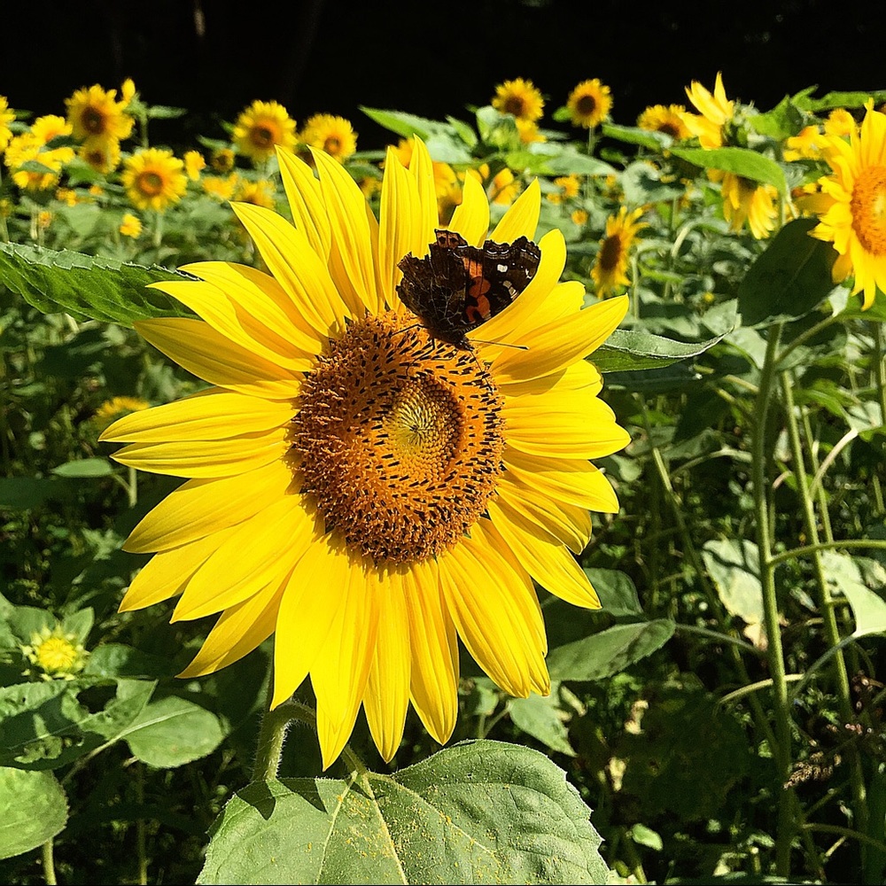 Meet your Posher, Veronica